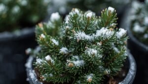 Close-up of a small evergreen plant dusted with snow, perfect for winter window box ideas.